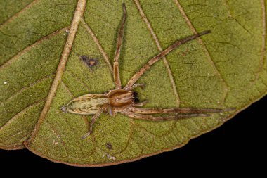 Aile 'nin küçük hayalet örümceği.