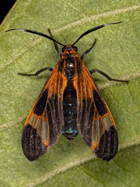 Adult Tiger Moth of the Genus Dycladia clipart
