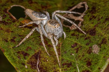 Female Adult Lynx Spider of the Species Oxyopes niveosigillatus