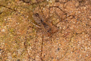 Adult Brown Spitting Spider of the genus Scytodes