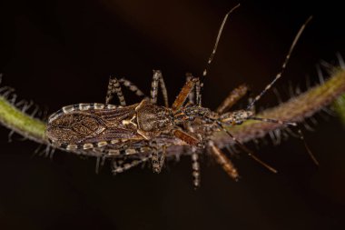 Adult Assassin Bugs of the Genus Cosmoclopius