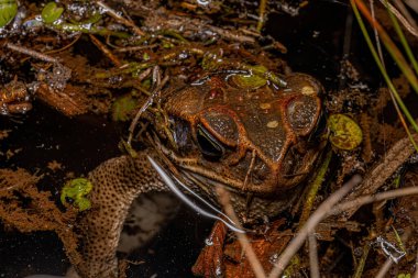 Rhinella cinsinden Yetişkin Cururu Kurbağası