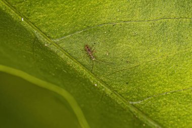 Small Elongate Springtail Arthropod of the Family Paronellidae