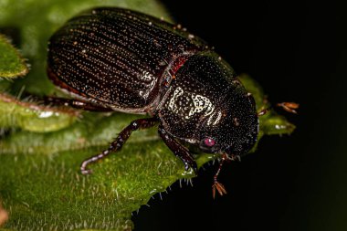 Alt familya Rutelinae 'nin Yetişkin Parlak Yaprak Yiyici Böceği