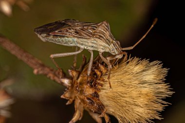Hypselonotini Kabilesinin Yetişkin Yaprak Ayaklı Böceği