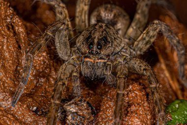 Lycosidae ailesinin küçük kurt örümceği.