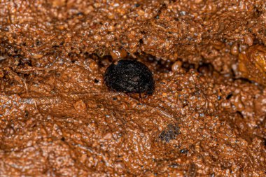 Adult Water Scavenger Beetle of the Tribe Coelostomatini