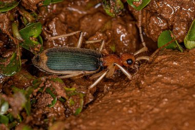 Adult Ground Beetle of the Family Carabidae clipart