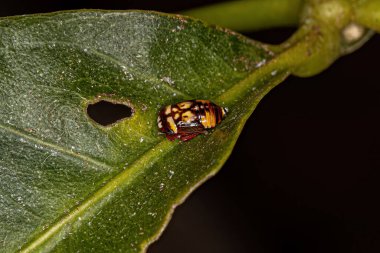 Cicadellidae familyasından küçük tipik Leafhopper Nymph.