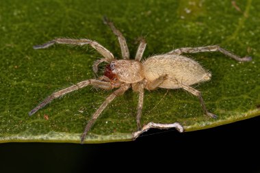 Aile 'nin küçük hayalet örümceği.