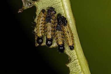 Chrysomelidae ailesinin Yaprak Böceği Larvaları