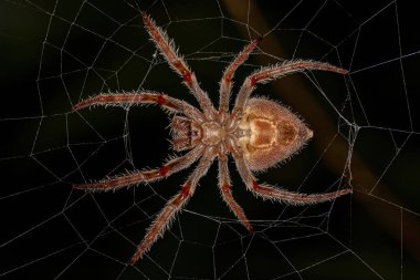 Eriophora edax türünün Tipik dişi Orbweaver 'ı