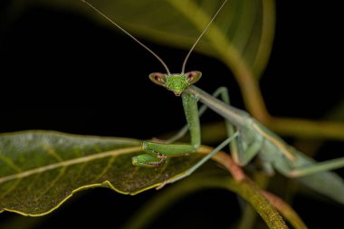 Oxyopsis cinsinden Küçük Mantid Nymph