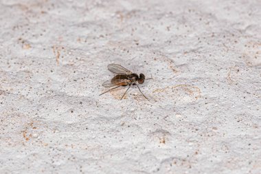 Yetişkin Uzun Bacaklı Dolichopodidae Ailesi Sineği