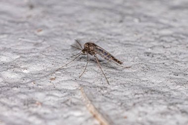 Chironomidae ailesinin ısırmayan yetişkin Midge 'i.