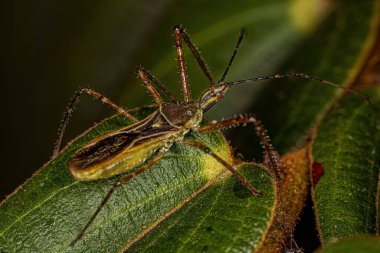 Zelus cinsinin Yetişkin Suikastçi Böceği