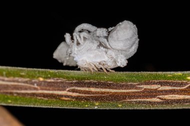 Flatid Insect nymph of the family flatidae