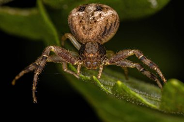 Thomisidae ailesinin küçük dişi yengeç örümceği.