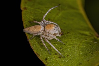 Adult Female Striped Lynx Spider of the genus Oxyopes