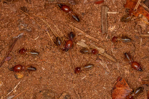 Adult Jawsnouted Termites Species Syntermes Nanus — 스톡 사진