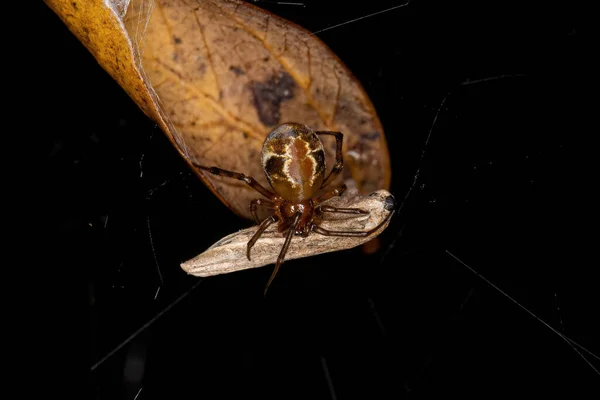 Adult Female Comb Footed Platform Spider Species Nihonhimea Tesselata — ストック写真