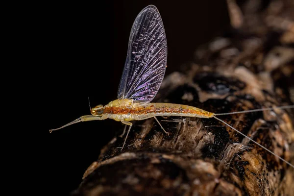 Adult Female Mayfly Insect Genus Camelobaetidius — Stockfoto