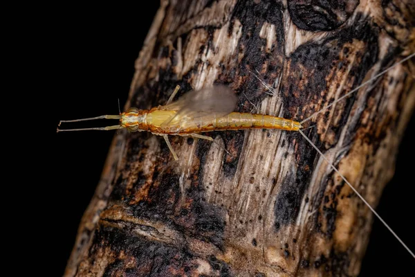 Adult Female Mayfly Insect Genus Camelobaetidius — Zdjęcie stockowe