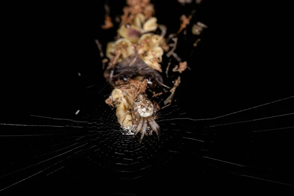 Cyclosa Cinsinin Küçük Çöp Hattı Orbweaver Örümceği — Stok fotoğraf