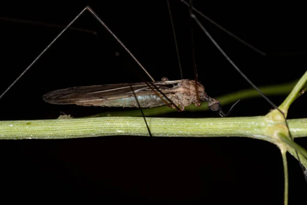 Geranomyia 리마니 크레인 — 스톡 사진