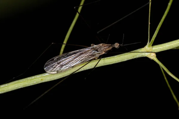 Adulto Limoniid Crane Voar Gênero Geranomyia — Fotografia de Stock