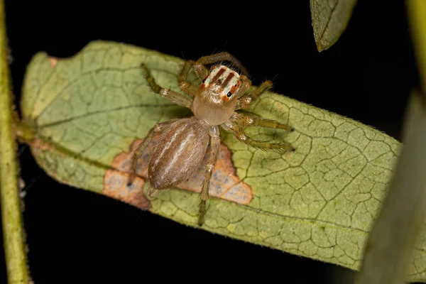 Small Male Jumping Spider Genus Chira — Stock Photo, Image