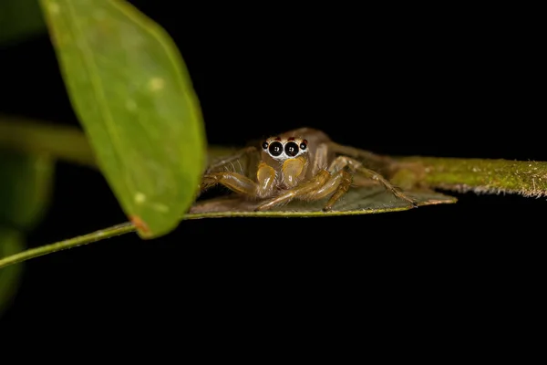 Μικρό Αρσενικό Άλμα Spider Του Genus Chira — Φωτογραφία Αρχείου