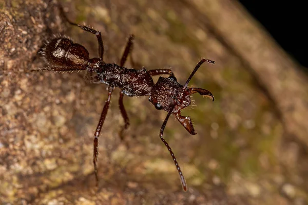 Ant Ectatommine Wanita Dewasa Dari Genus Ectatomma — Stok Foto