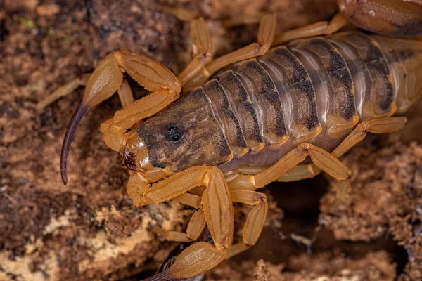 Dorosła Brazylijska Żółta Skorpion Gatunku Tityus Serrulatus — Zdjęcie stockowe