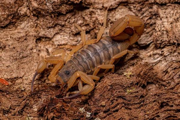 Dospělá Brazilská Žlutá Škorpiónka Druhu Tityus Serrulatus — Stock fotografie