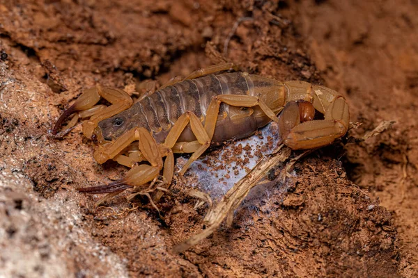 Vuxen Kvinna Brasiliansk Gul Skorpion Arten Tityus Serrulatus — Stockfoto