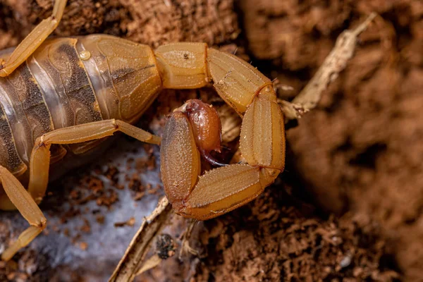 Felnőtt Női Brazil Sárga Skorpió Tityus Serrulatus Fajból — Stock Fotó