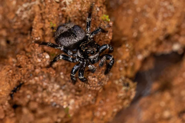 Malý Skákací Pavouk Rodu Corythalia — Stock fotografie