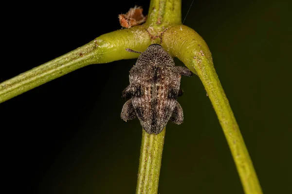 Volwassen Echte Weevil Van Familie Curculionidae — Stockfoto