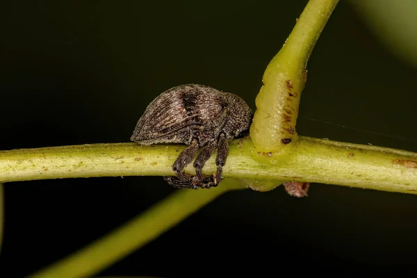 Volwassen Echte Weevil Van Familie Curculionidae — Stockfoto