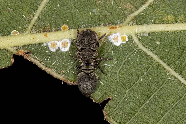 Adult Turtle Ant Species Cephalotes Borgmeieri — 스톡 사진