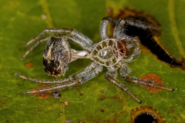 Jumping Spider Molt Genus Frigga — Stock Fotó