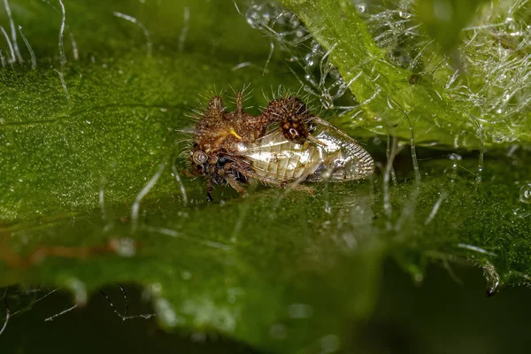 成虫のアリ模倣ツリーホッパー種Cyphonia Clavigera — ストック写真