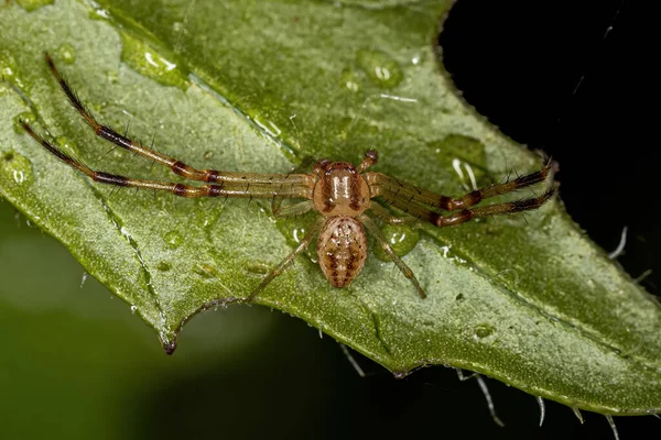 Araignée Mâle Adulte Famille Des Thomisidae — Photo