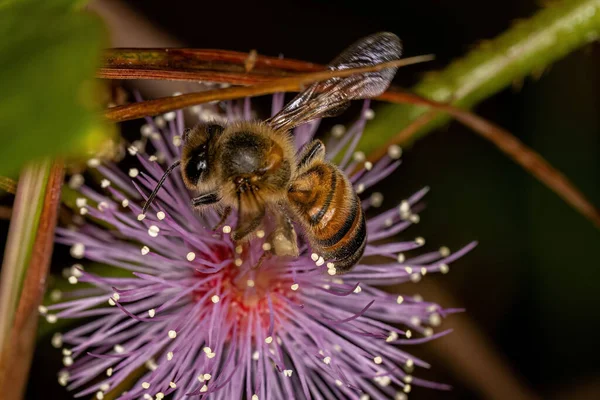 Abelha Mel Ocidental Fêmea Adulta Espécie Apis Mellifera — Fotografia de Stock