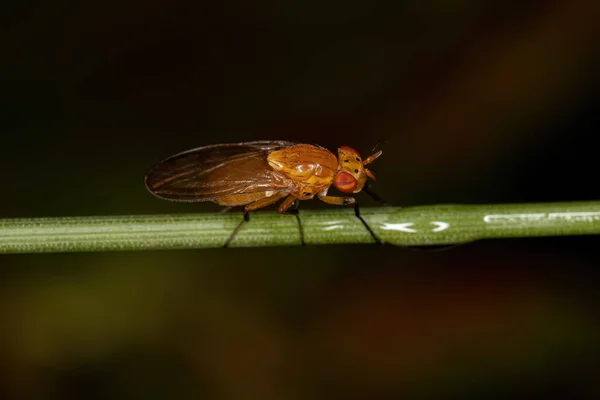 Adult Lauxaniid Fly Genus Physegenua — Stok fotoğraf