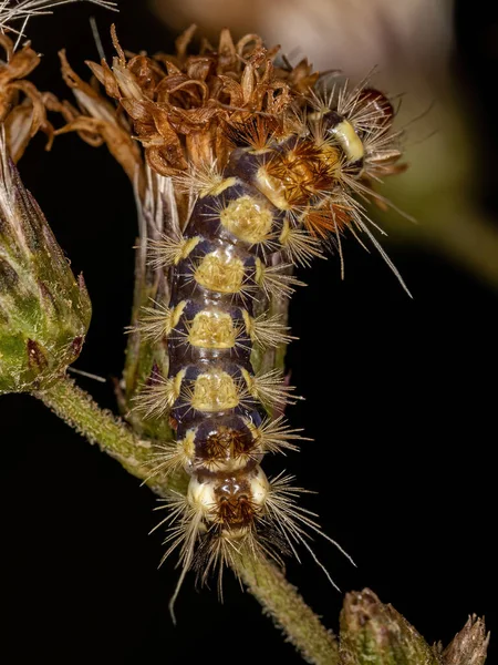 Small Tiger Moth Caterpillar Genus Lophocampa — Stock Fotó