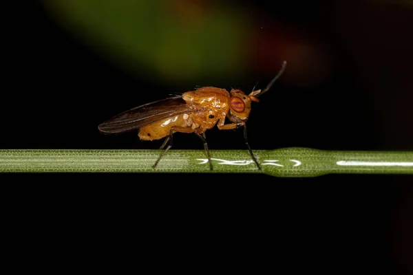 Adult Lauxaniid Fly Genus Physegenua — 스톡 사진