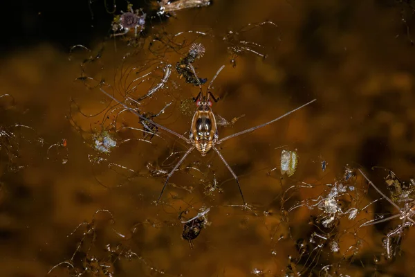 Typical Water Strider Tribe Gerrini — Stock Photo, Image