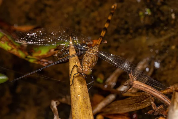 Adult Dragonfly Insect Family Libellulidae — Fotografia de Stock